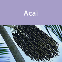 acai