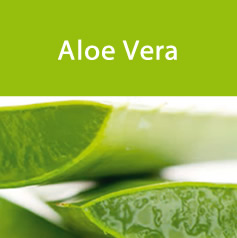 aloevera