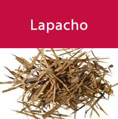 lapacho